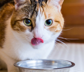 Cat drinking water