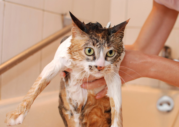 Bathe Your Cat Weekly