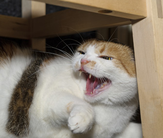 Nonrecognition Aggression in Cats