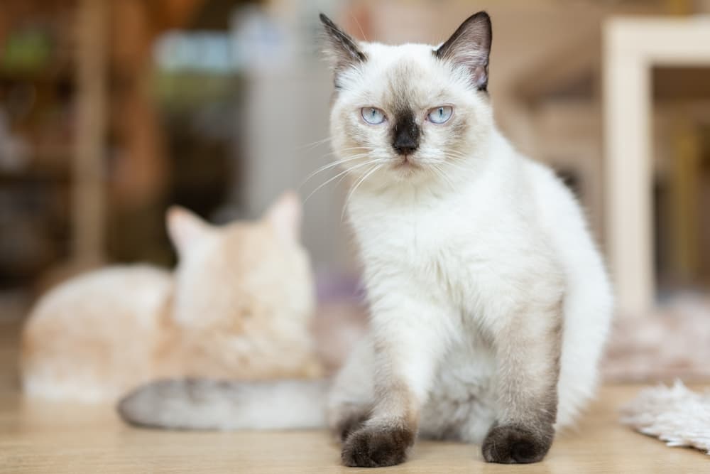 Cat looking to camera with slight head tilted