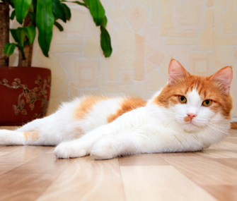 Cat lying on floor