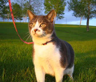 ¿Por Qué a Mi Gato… No Le Gusta Salir a Pasear con Correa?