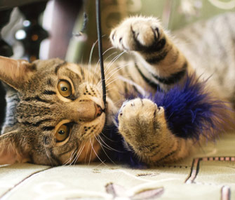 Adult Cat Playing With Feather Toy