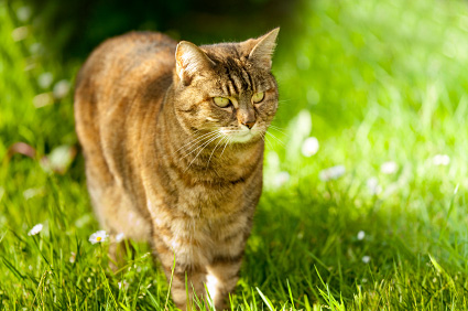 Summer Hazards and Your Cat