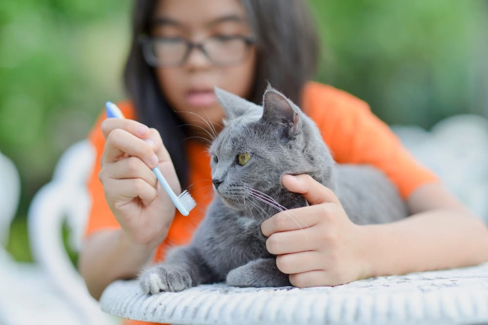 Best Cat Toothbrush: 8 Picks for Clean Teeth