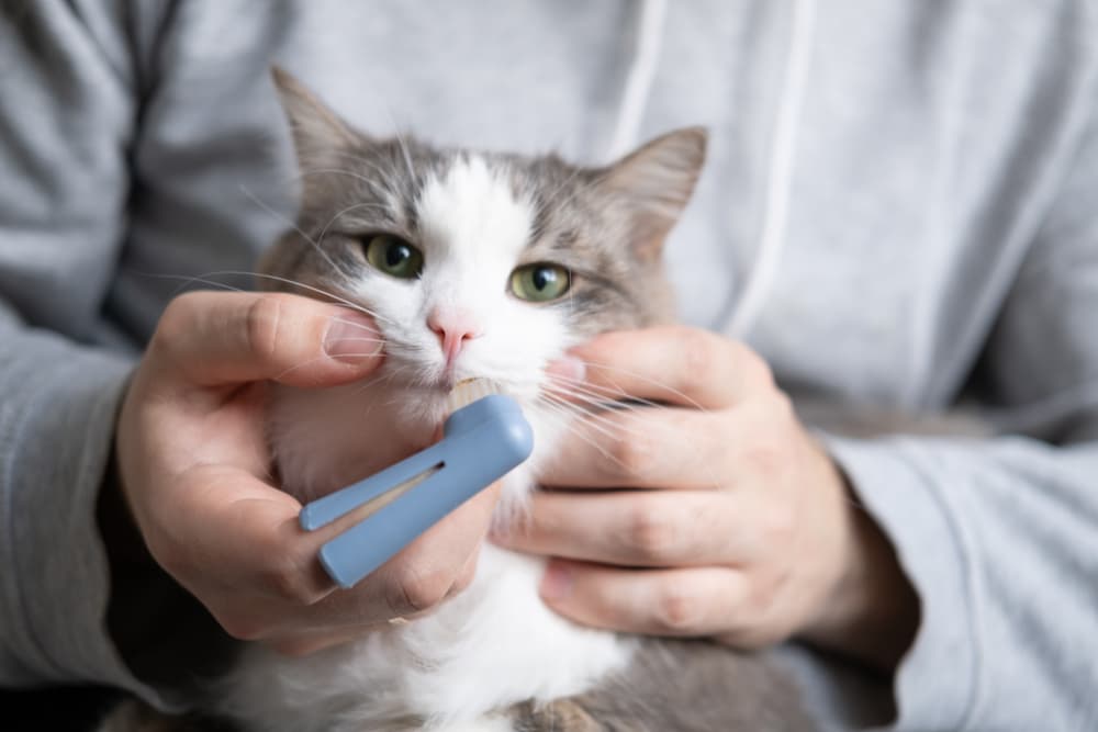 Brushing cat teeth with finger tooth brush