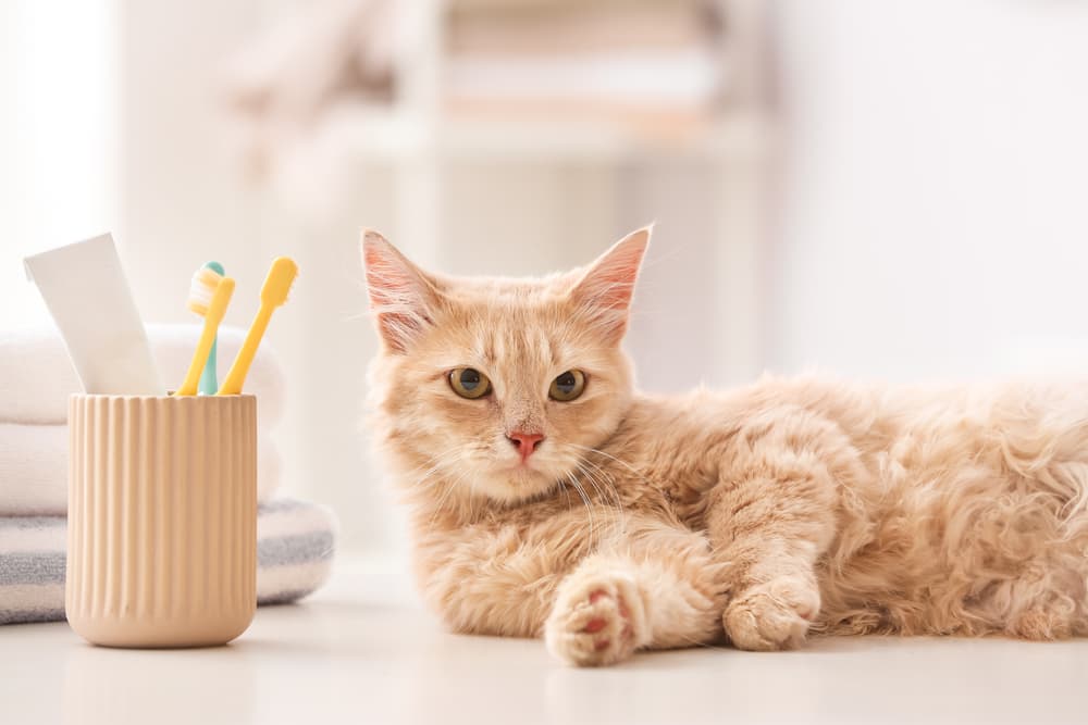 Cat laying down on table