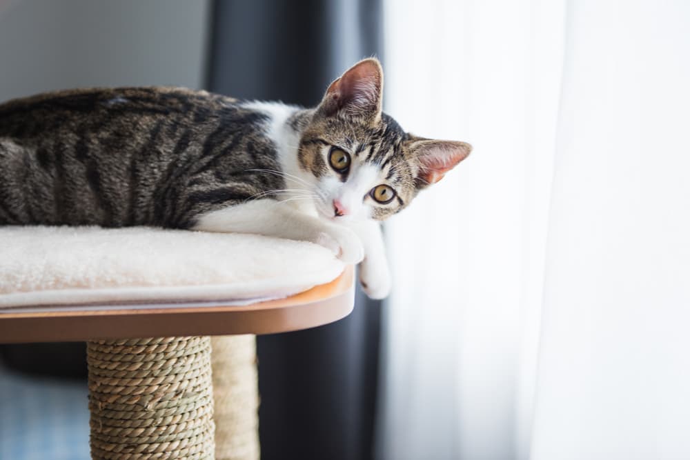 Cat in a cat tree at home