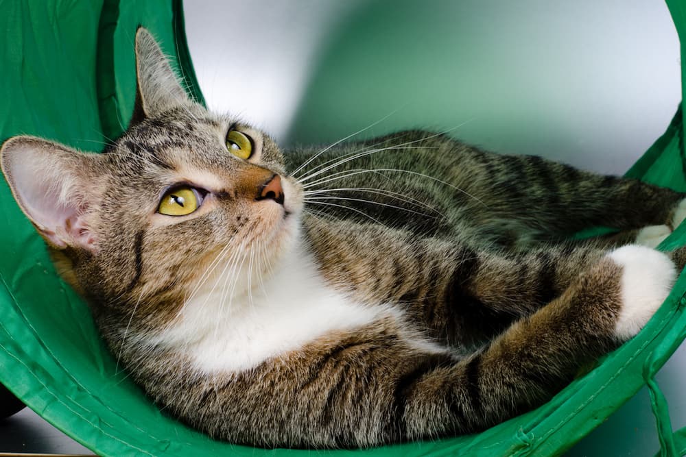 Cat playing in a tunnel