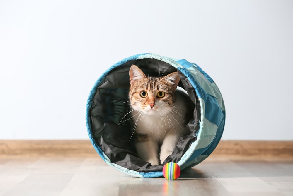 6 Best Cat Tunnels of 2024 Vetstreet Vetstreet