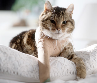 Injured cat wearing a cast