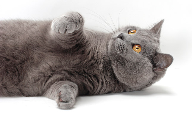 Chartreux