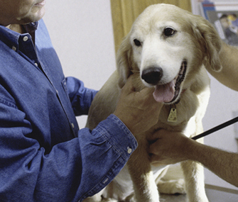 Vet Teaching Owner to Check Vitals Signs