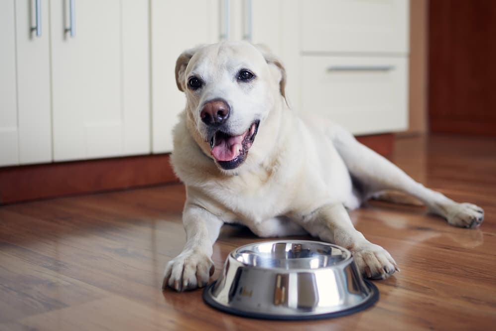 10 Best Chicken-Free Dog Foods of 2024