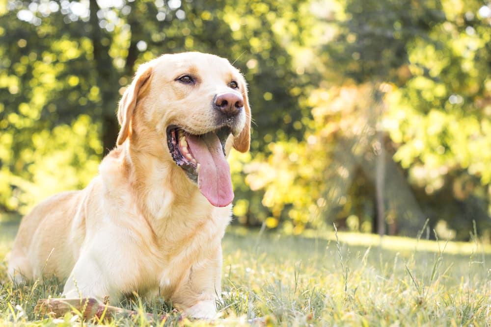 Hungry dog smiling in the park learning about chicken-free dog food