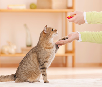 Can You Clicker-Train a Cat? Oh, Yes, You Can