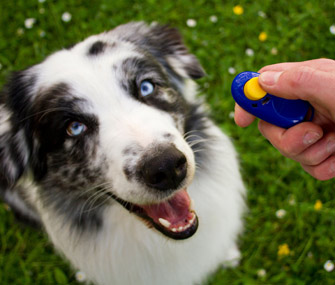 Dog Training A-to-Z: Brief Glossary of Terms