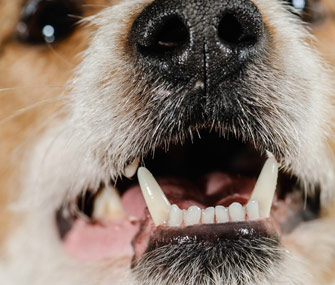Closeup of dog teeth