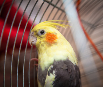 Cockatiel