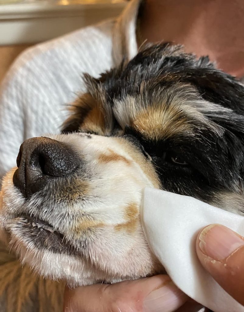 Great Eyes on Cocker Spaniel