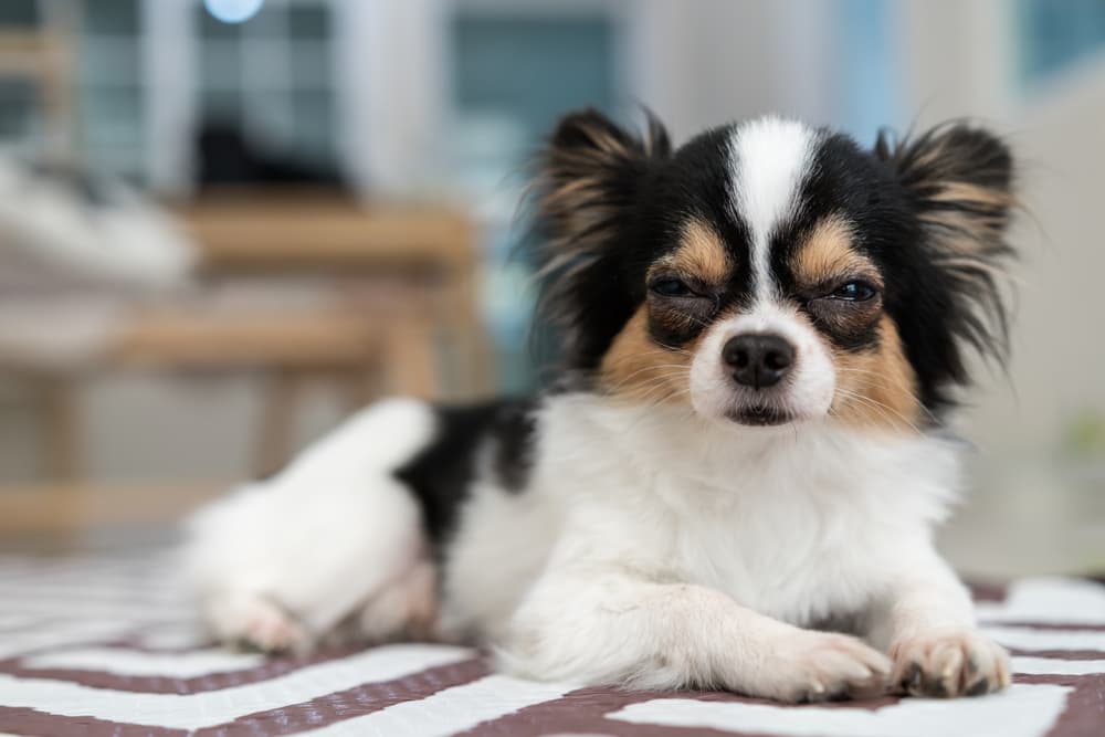 Dog looking at camera squinting in the sun