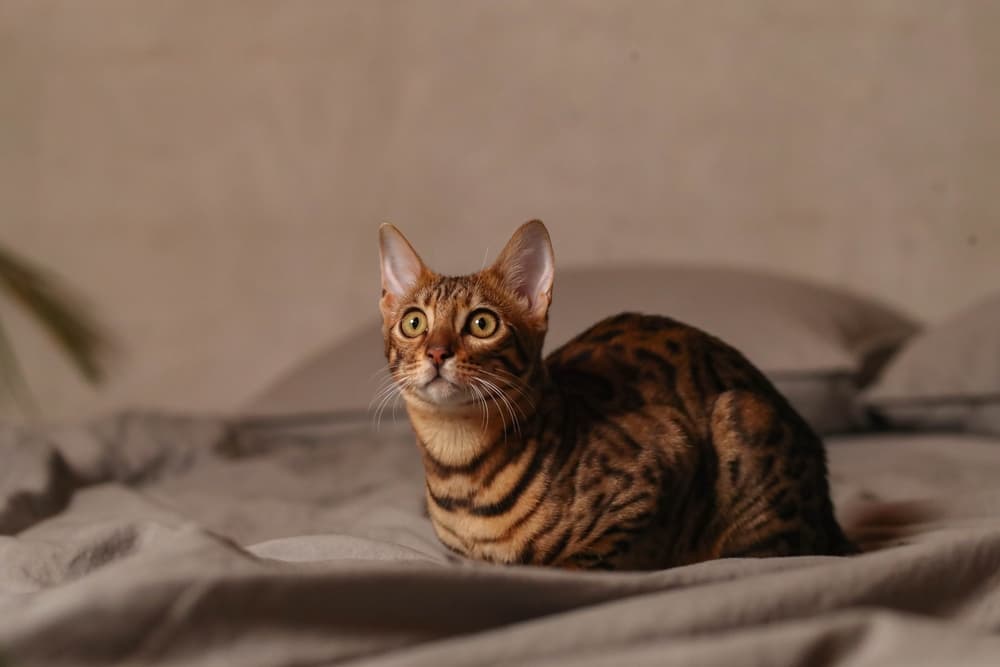 Happy cat sitting on bed