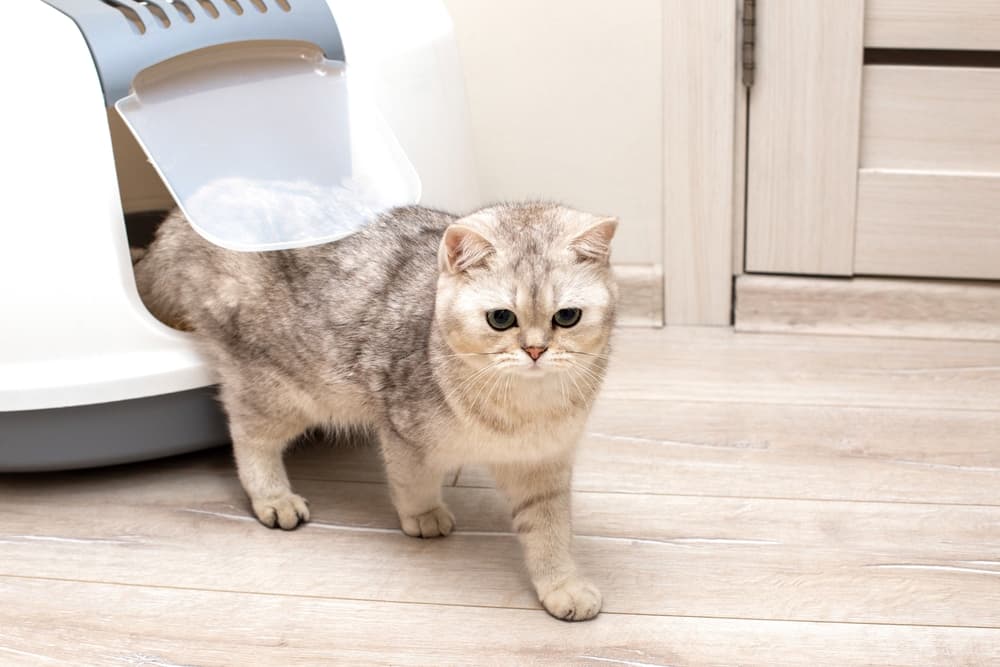 Cat coming out of covered litter box