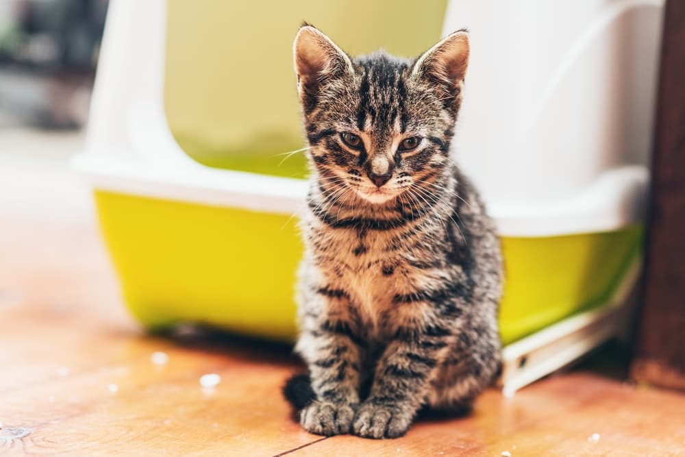 Kitten next to litter box at home