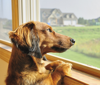 Dachshund with separation anxiety