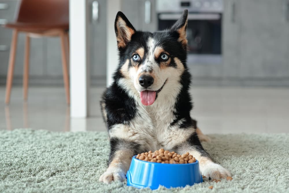 6 Best Dehydrated Dog Food Formulas of 2024