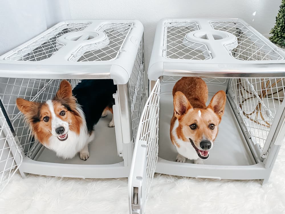 Two Corgis in Diggs Revol modern dog crates