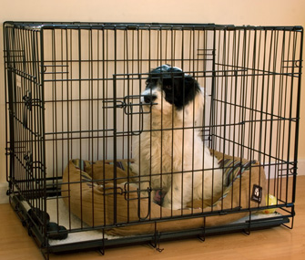 Puppy in Crate