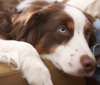 Dog at Rest