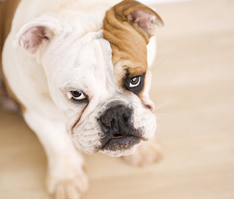 Bad Dog Behavior: Is It a Medical Problem or a Training Issue?