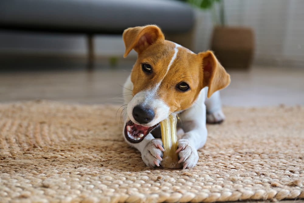 9 Best Dog Chews for Chomping in 2024