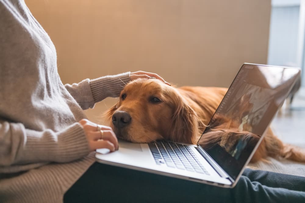 Dog laying on laptop with owner