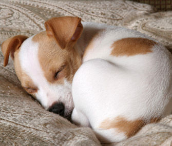 Why Does My Dog... Curl Up in a Ball When He Sleeps?