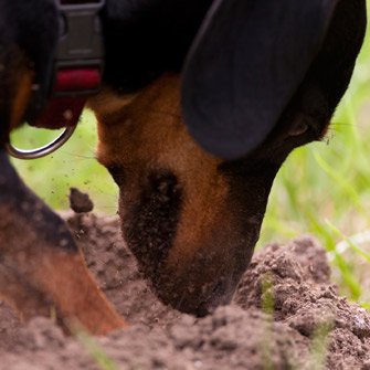 Why Does My Dog… Bury Bones?