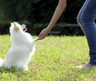 Dog Training 101: Choosing the Right Class