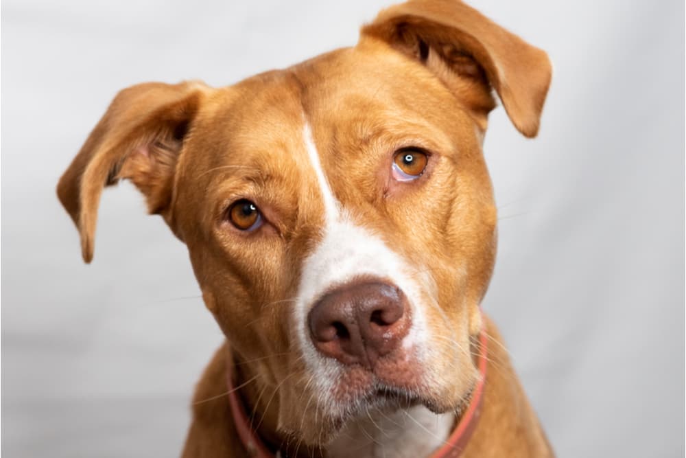 Dog head tilt with eyes looking very sweet