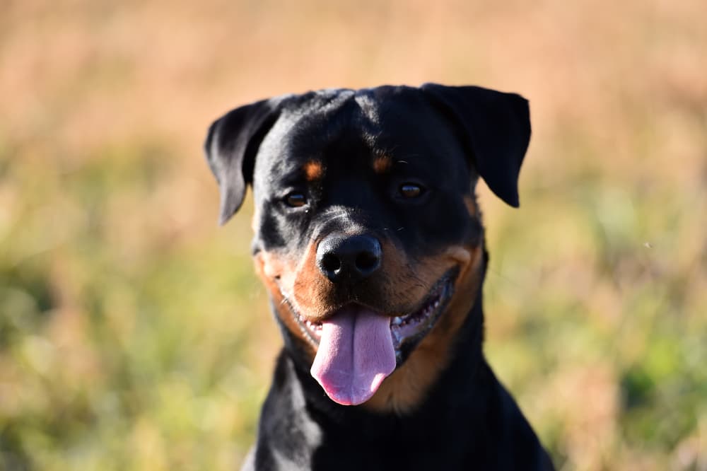 Happy dog smiling in a field