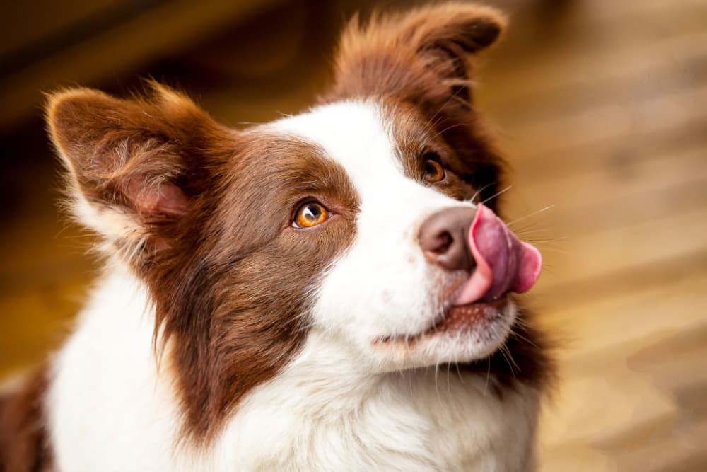 Dog Food for Picky Eaters: 8 Best Options in 2024