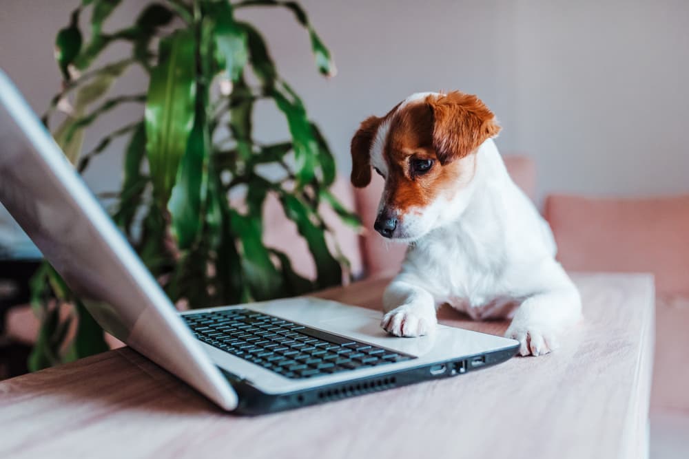 Dog sitting at table looking to laptop