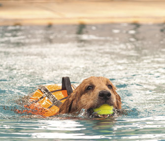 Dog in swimming pool