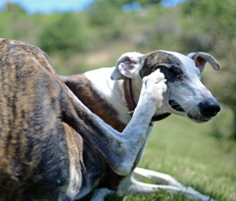 Dog itching face