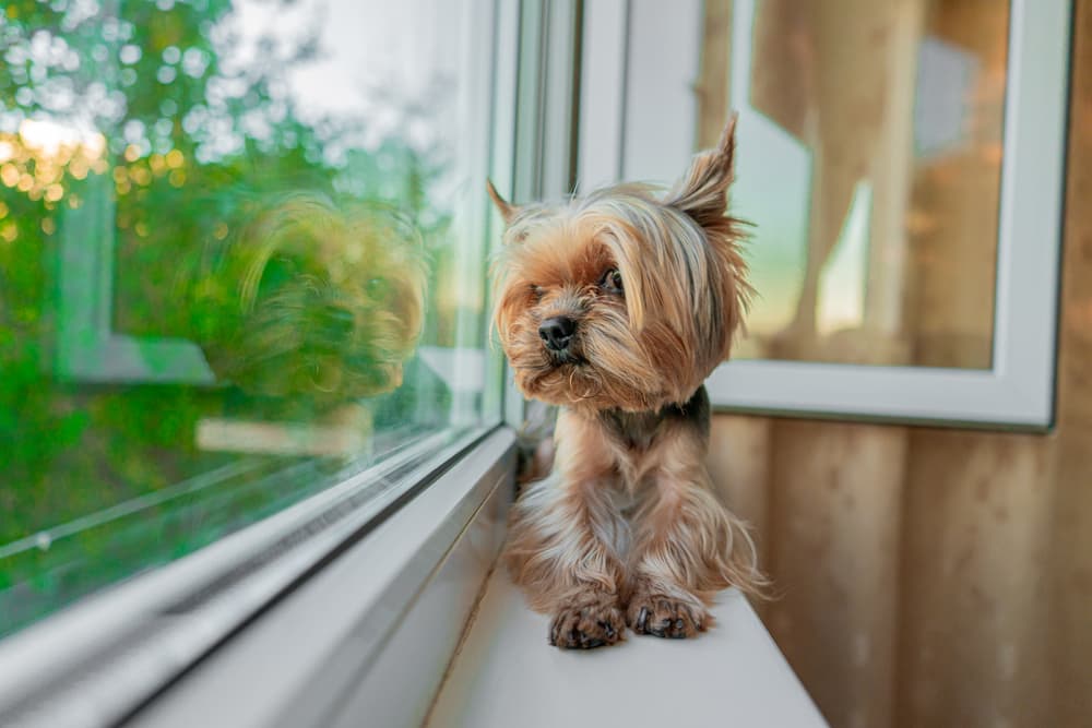 Dog looking out the window on a nice day