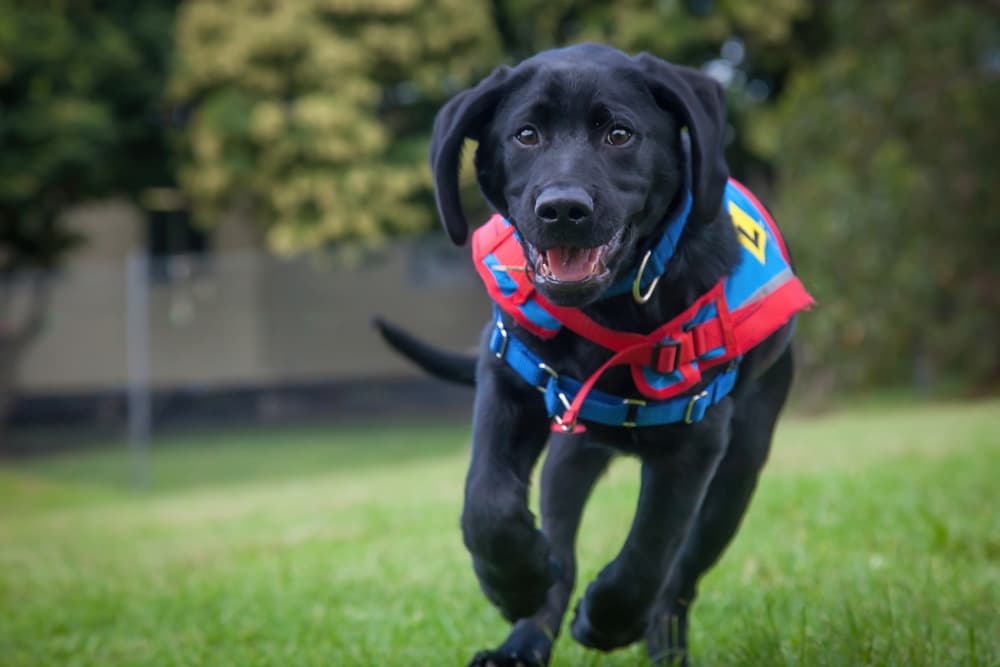 Dog running in life vest