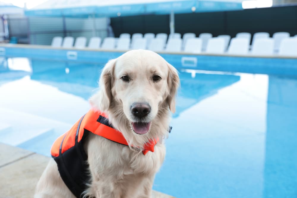 Dog wearing a life preserver