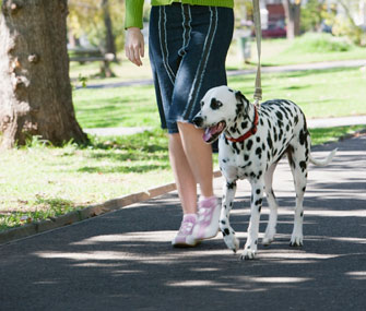 Dog on Walk