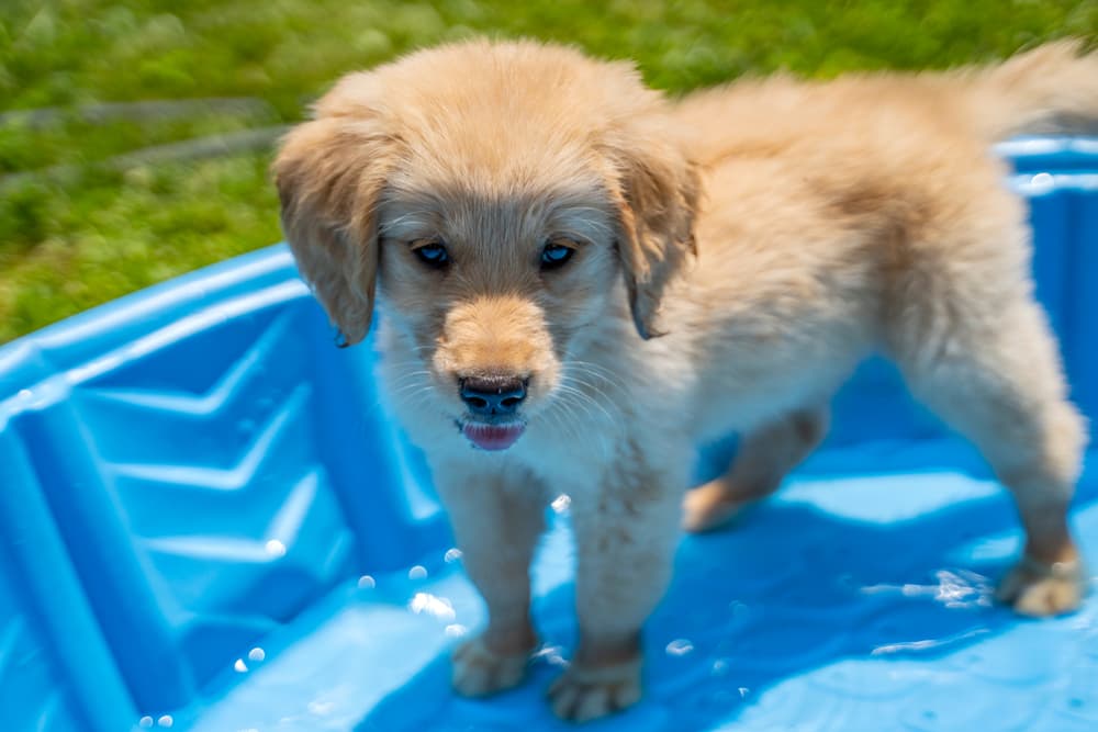 Puppy standing in a dog swimming pool